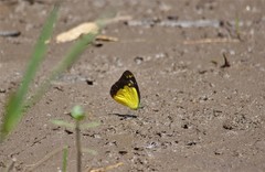 Appias lyncida lyncida