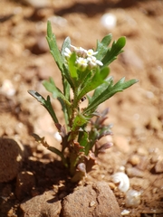 Iberis odorata image