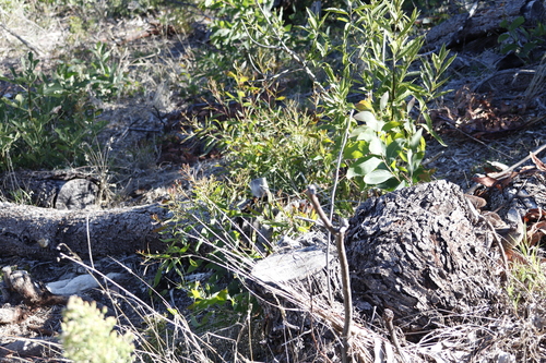 Image of Acacia falciformis by (c) Tony Rebelo, some rights reserved (CC BY-SA)