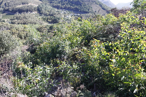 Image of Acacia falciformis by (c) Tony Rebelo, some rights reserved (CC BY-SA)