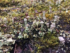 Cladonia borealis