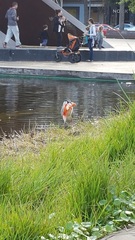 Nycticorax nycticorax