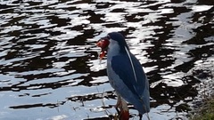 Nycticorax nycticorax