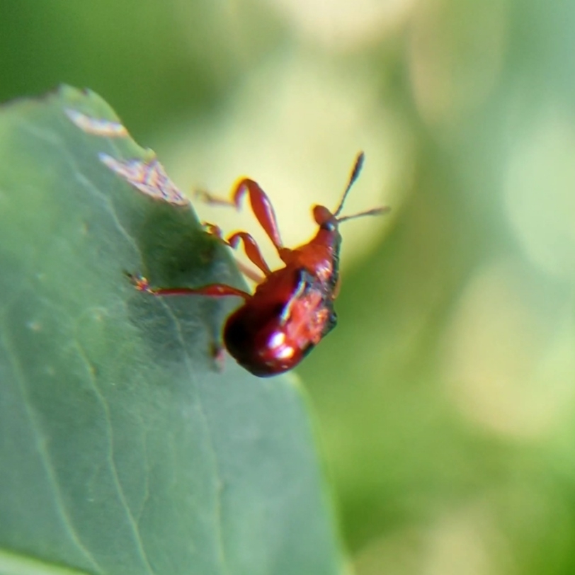 Euscelus lineatus