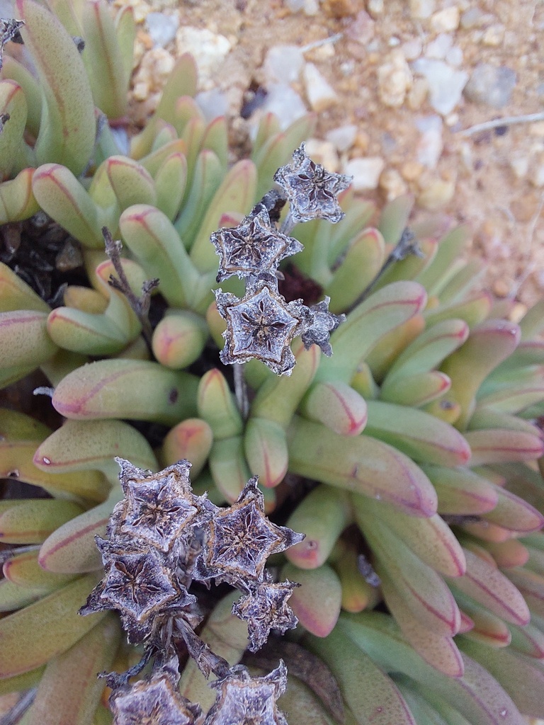 Antimima longipes