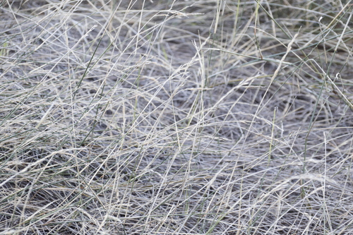 Image of Ehrharta villosa by (c) Tony Rebelo, some rights reserved (CC BY-SA)
