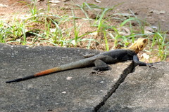 Agama