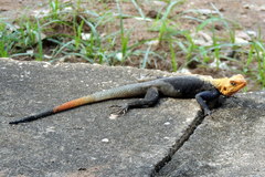 Agama