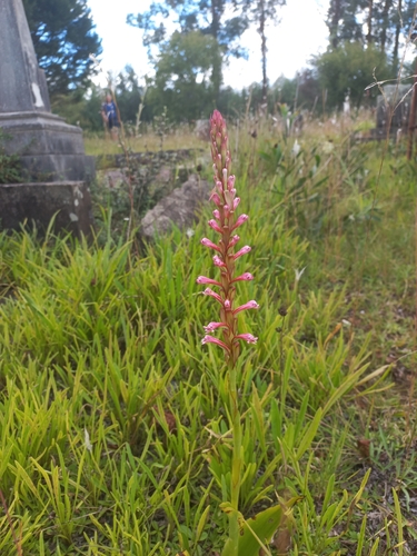 Image of Satyrium macrophyllum by no rights reserved