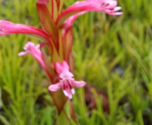 Image of Satyrium macrophyllum by no rights reserved