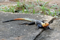 Agama