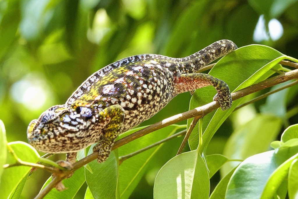 Carpet Chameleon