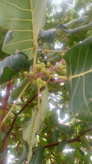 Ficus platyphylla