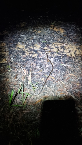Brown Tree Snake sighting