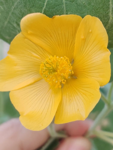 Abutilon pannosum