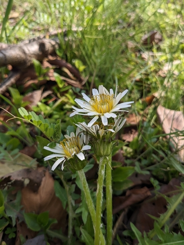 Image of Taraxacum albidum by (c) MUNENORI YAMAKAWA, some rights reserved (CC BY)