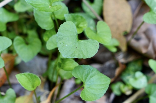 Viola verecunda iNat (1)
