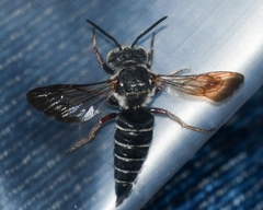 Coelioxys sayi