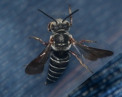 Coelioxys sayi