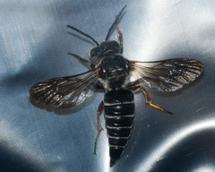 Coelioxys sayi