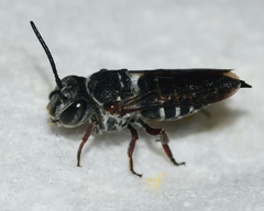 Coelioxys sayi