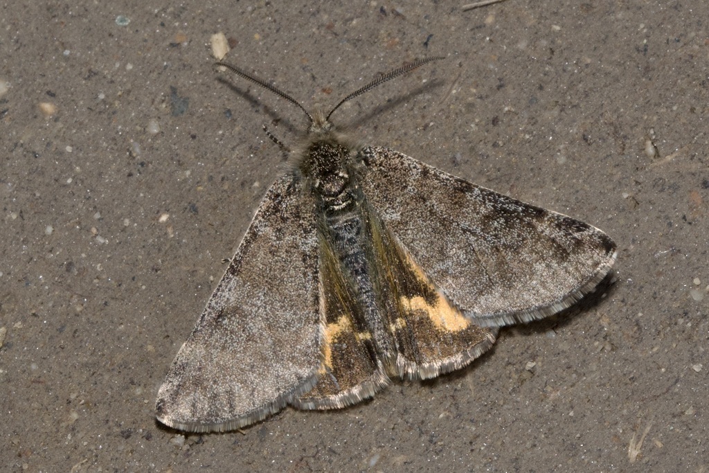 Boudinotiana puella