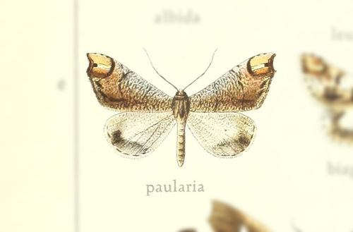 Macrosoma paularia