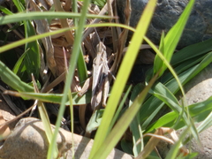 Froggattina australis