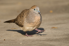 Zebra Dove photo 5