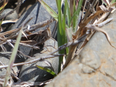 Froggattina australis