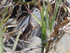 Froggattina australis