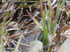 Froggattina australis