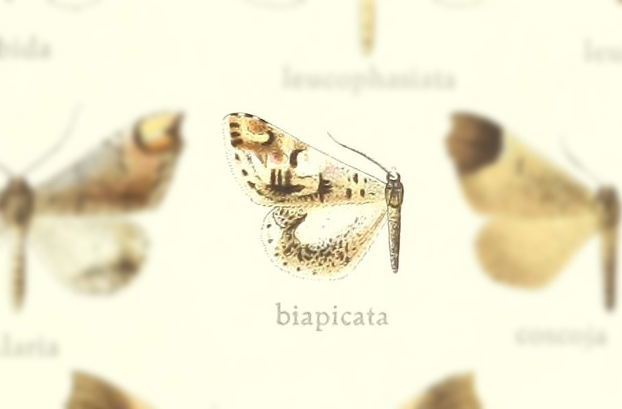 Macrosoma intermedia