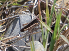 Froggattina australis