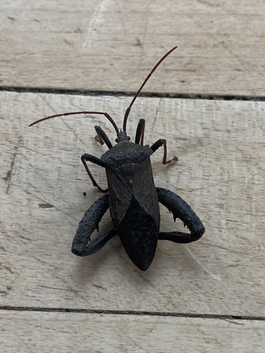 Florida Leaf-footed Bug photo 3