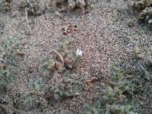 Tiquilia paronychioides, photograph 3