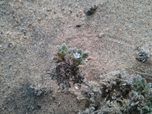 Tiquilia litoralis (Tiquilia litoralis)