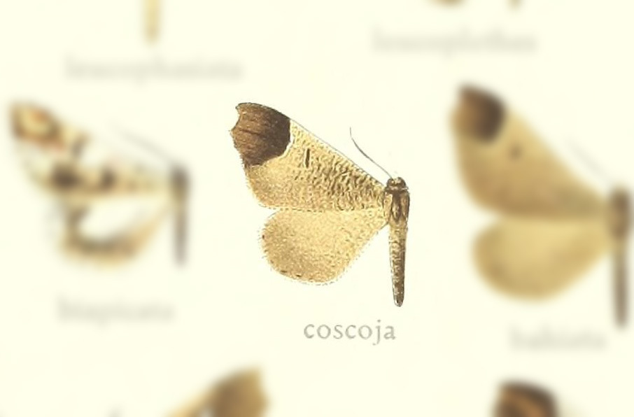 Macrosoma coscoja