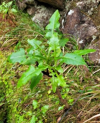 Sonchus fruticosus image