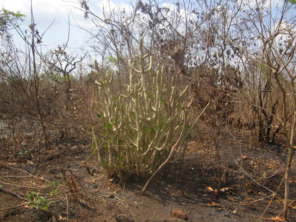 Euphorbia poissonii