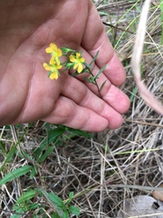 Hypericum drummondii