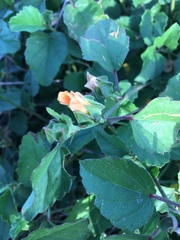 Rhynchosida physocalyx