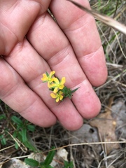 Hypericum drummondii