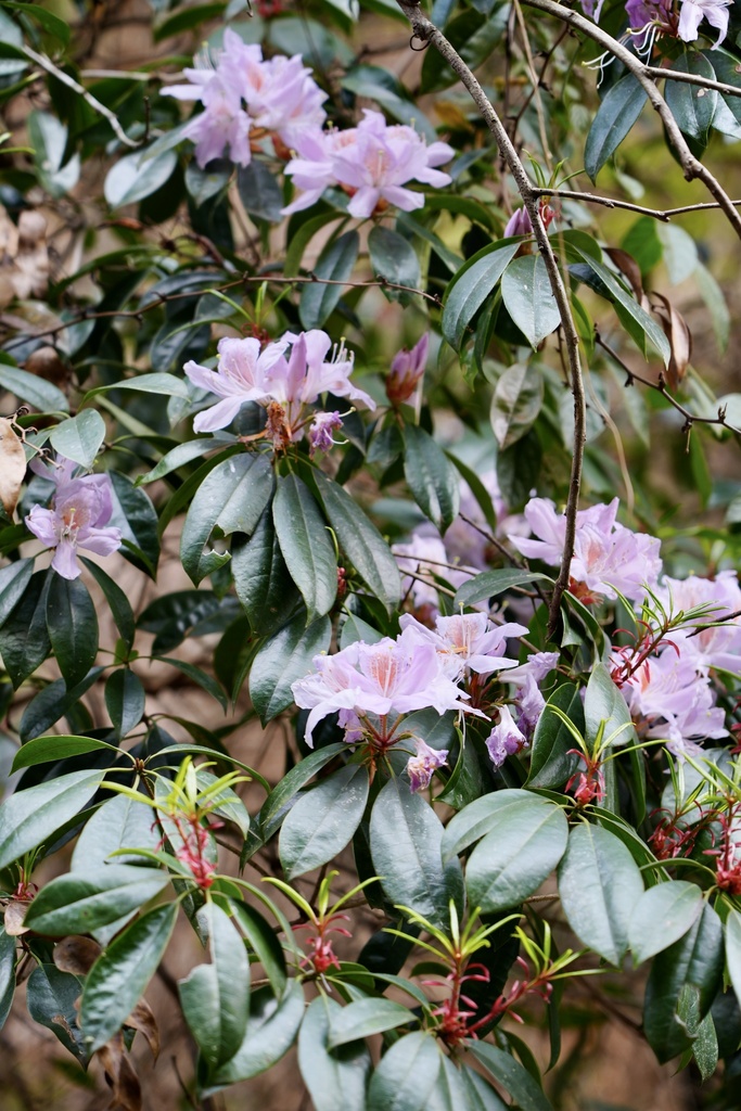 Rhododendron henryi