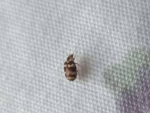 Asian Carpet Beetle