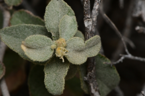 Trans-Pecos croton (Croton sancti-lazari)