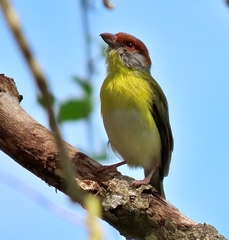 Rufous-Browed Peppershrike photo 4