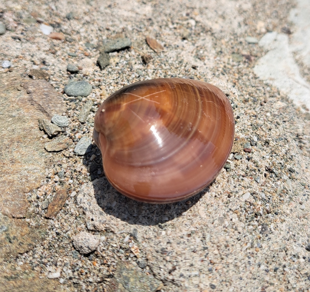 Megapitaria