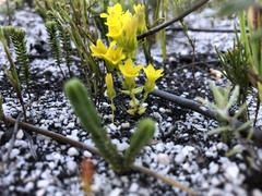 Sebaea sulphurea