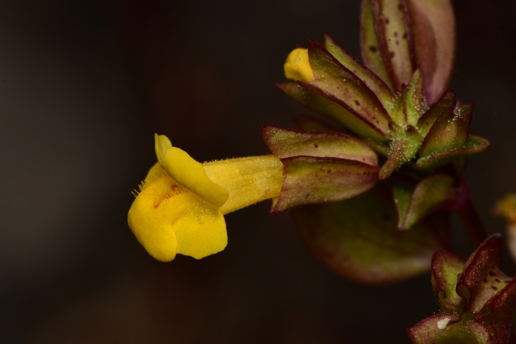 Texas Monkeyflower